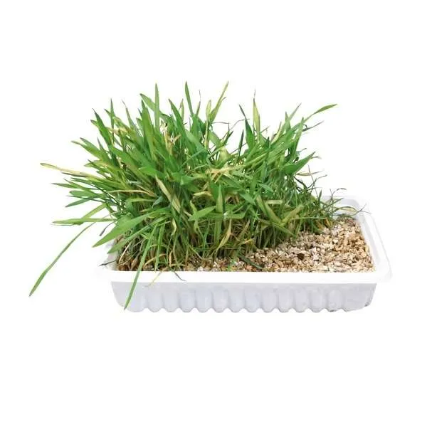 Trixie Katzengras-Schale, ca. 100 g